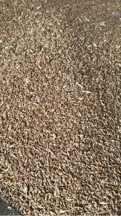 Пшеница 3 класса северная