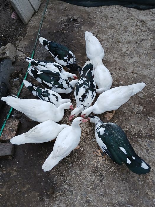 Rațe LEȘEȘTI ( mute)