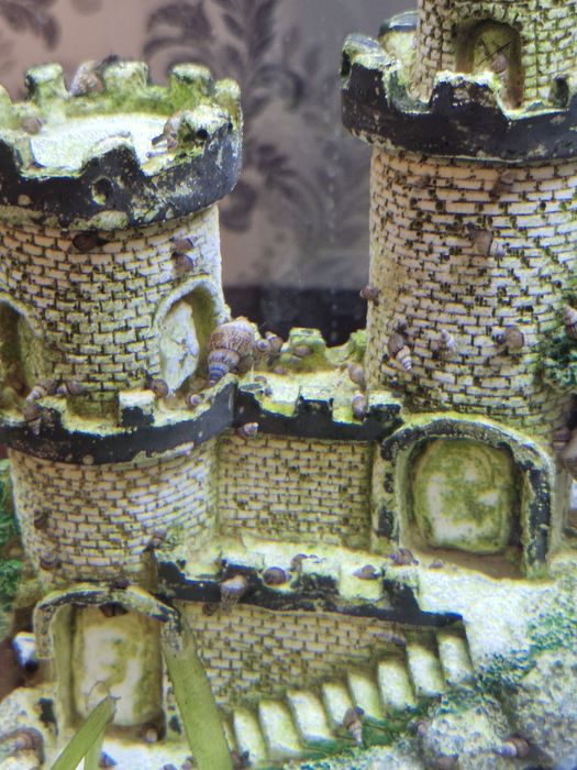 Продам аквариумных улиток