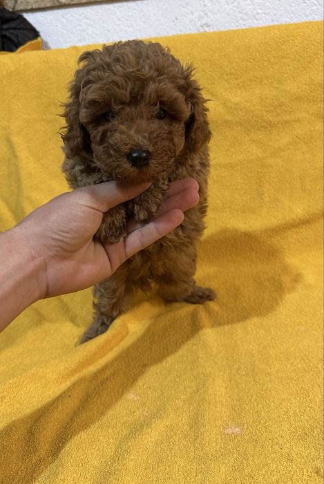 Мини пудел/poodle