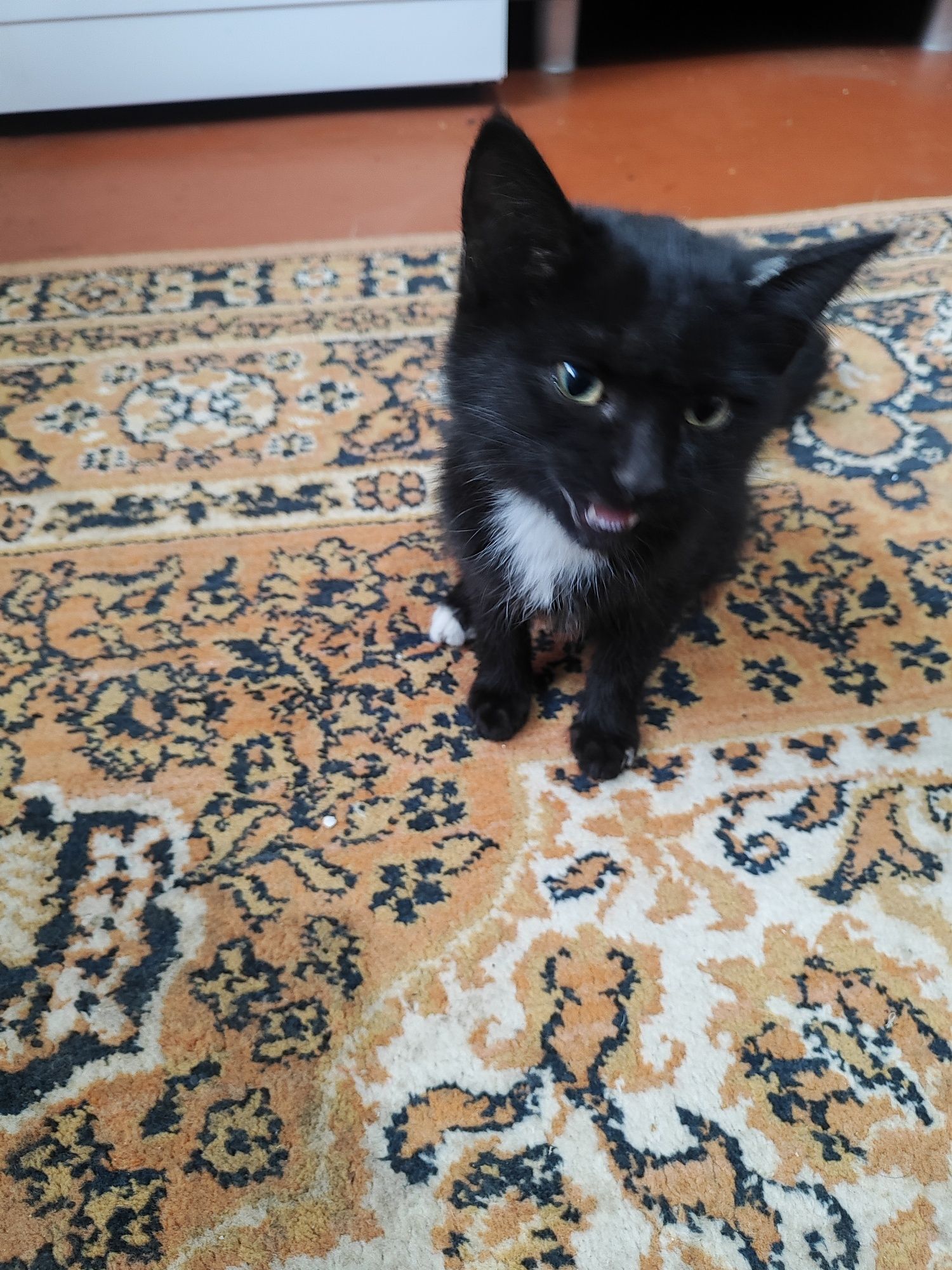 Котик.. ищет дом.
