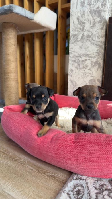 Той-терьер продам щенков