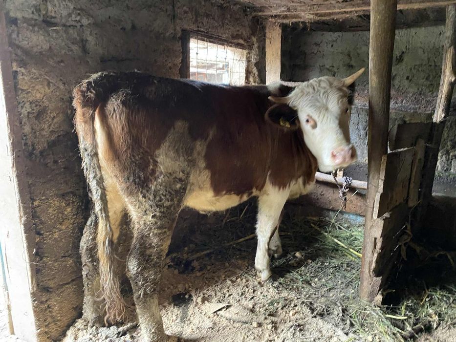 vând vițică 
este gestanta in doua luni(monta)
preț 7500 de lei
preț u