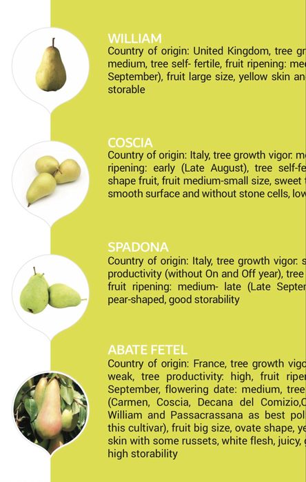 Саженцы фруктовых деревьев