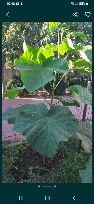 Paulownia tomentosa  și arbori de mătase