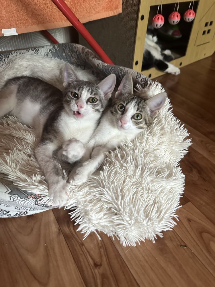 Котята ищут дом