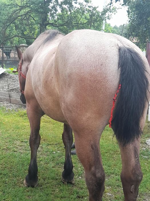 Iapă de vânzare - foarte bună