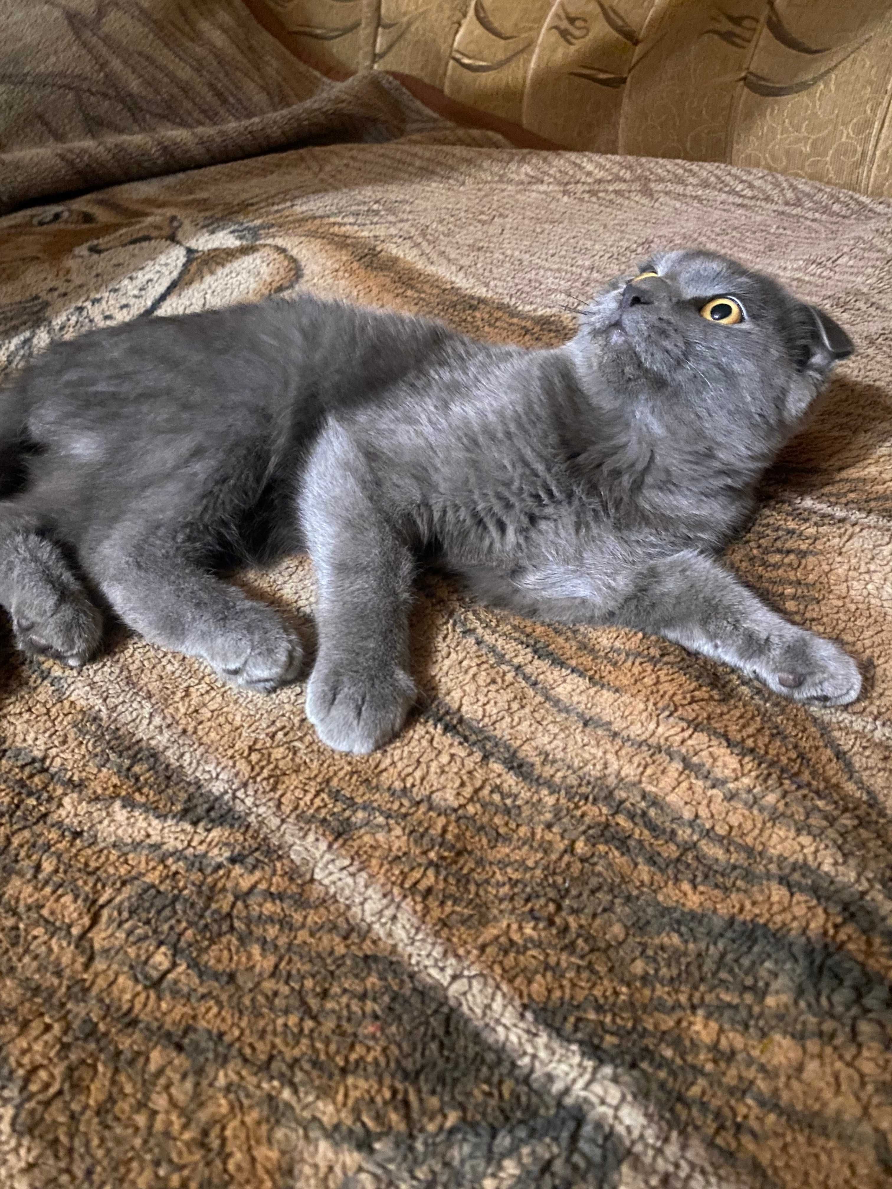 Продам котёнка,вислоухий,мальчик,8мес,шотландец, Так же, котят 3 мес.