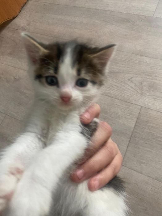СРОЧНО!! Раздам котят мышеловов