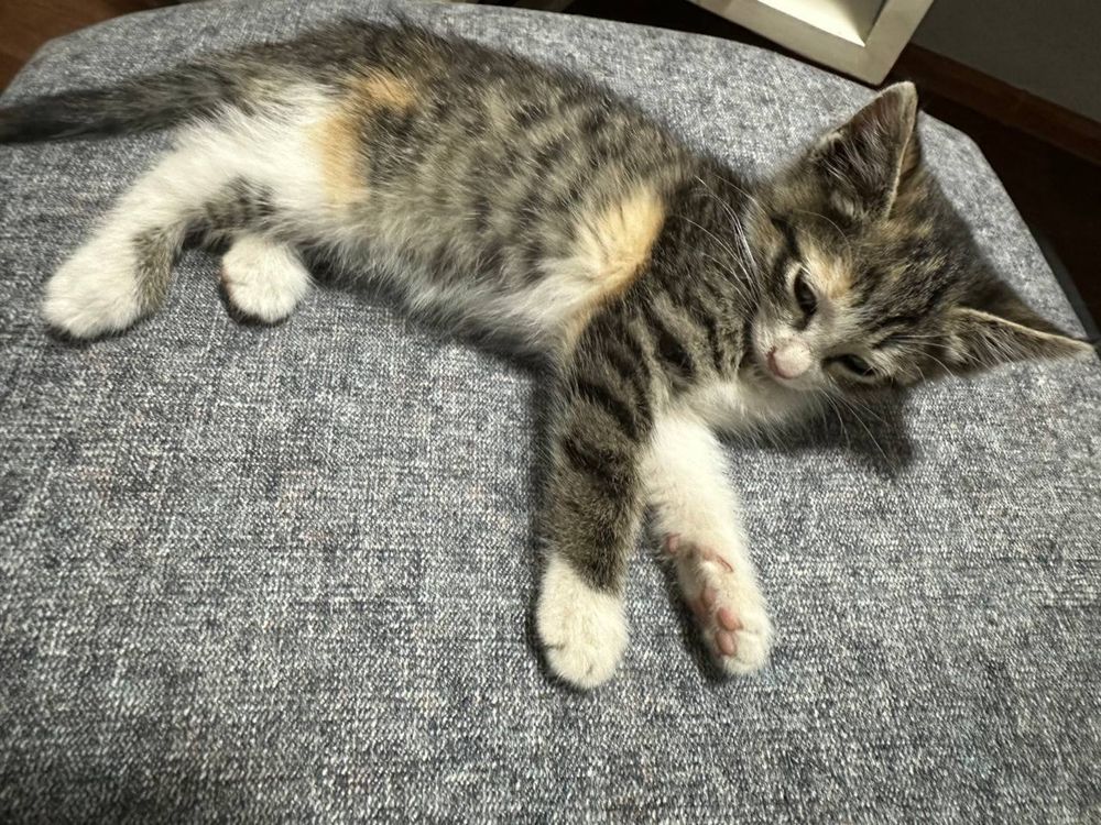 Котята в добрые руки!