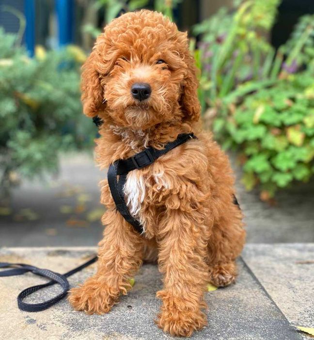 Кавапу различни цветове