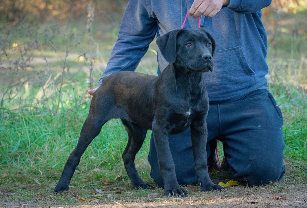 Cane Corso 4 luni Mascul