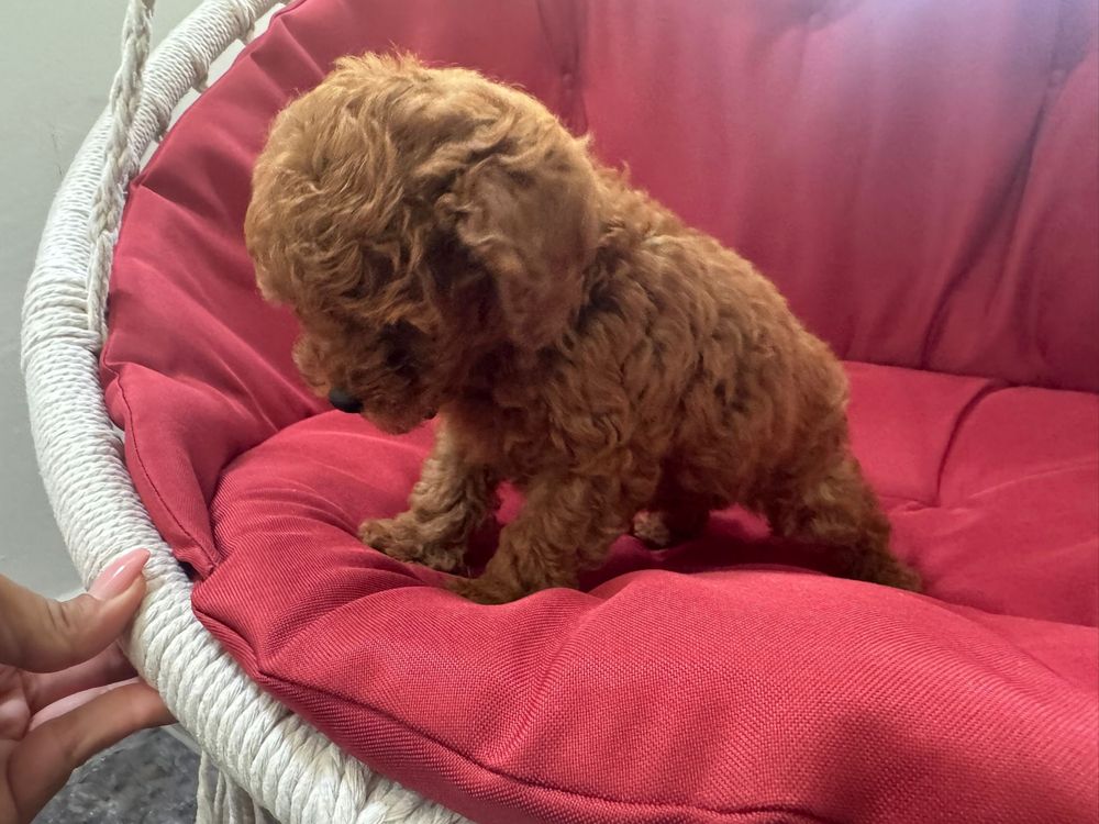 Ghidare în selecția unui catel mic poodle toy consultanță personala