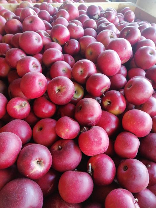 mere romanesti 3 lei