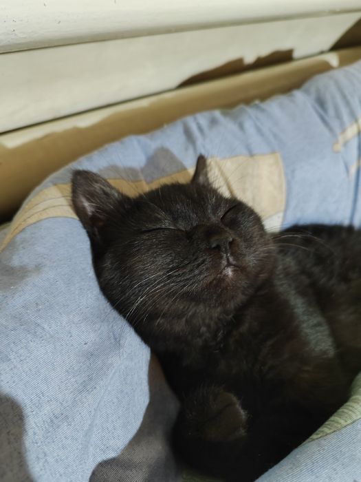 Mushuk bepul, бесплатно