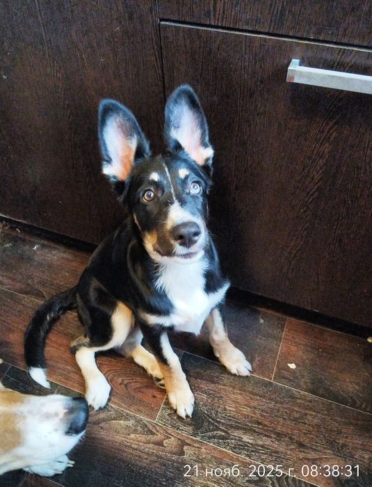 Щенок в порядке дома