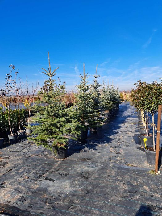 Vând Brazi argintii și verzi