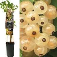 Arbuști Fructiferi (Coacăz Alb )