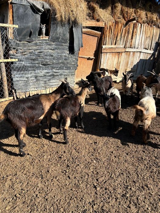 5 Capre și 5 Țapi de vânzare