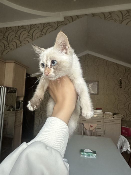 Отдам даром котенка