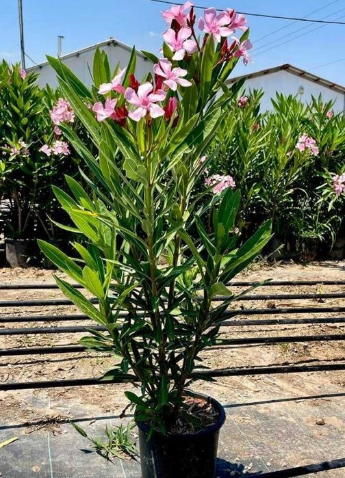Plante de gradina - leandru – 80-150 cm