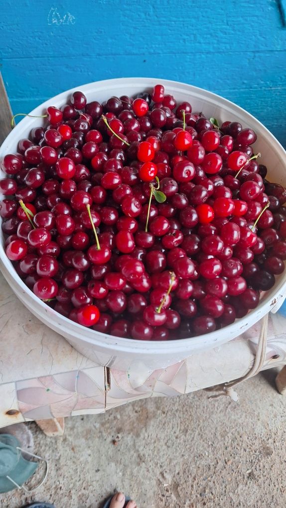 Вишня Черешня 10л