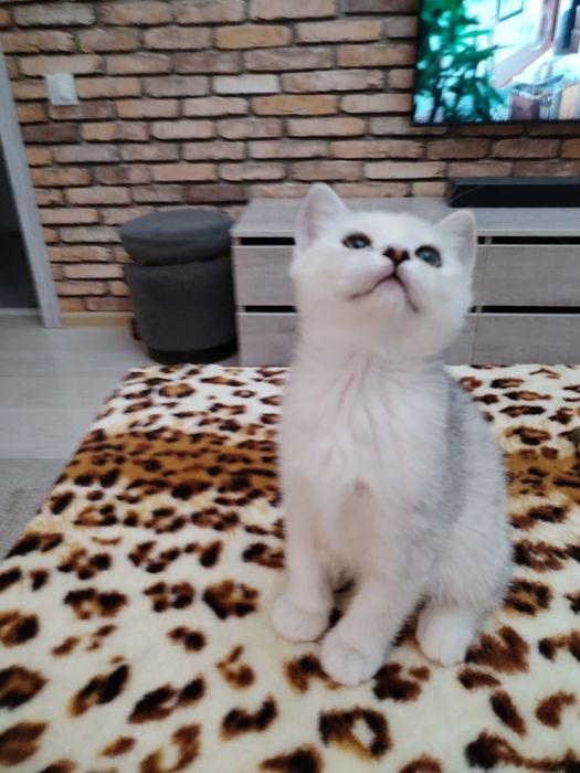 Шиншиллы и белоснежные голубоглазые.