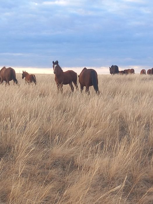 Жабагы сатам / Продам жеребца