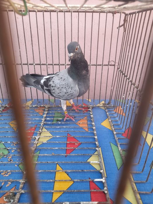 Porumbei voiajori/galateni/satineti