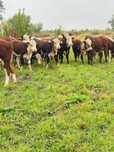 Продам породистых бычков гелефорды