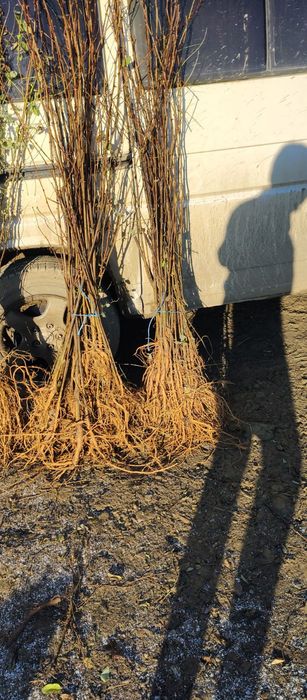 Echipă de profesioniști în silvicultură comercializăm puieți de salcâm