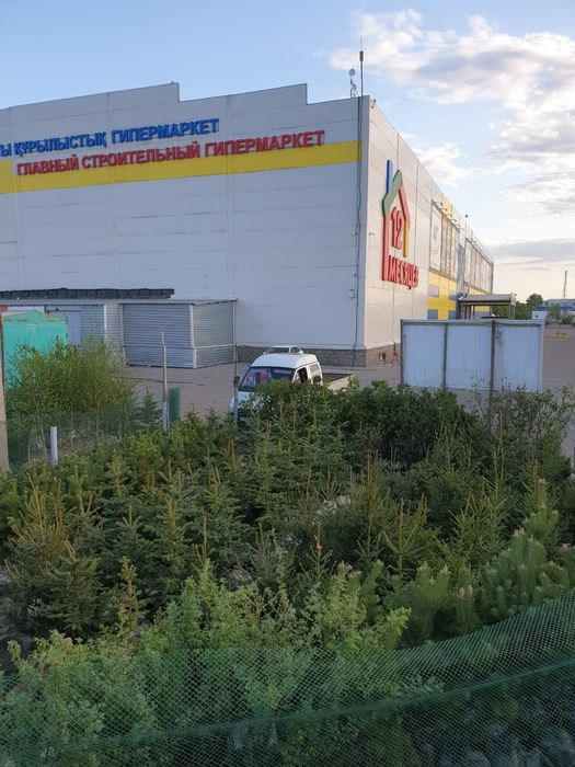 Ель,Сосна,Туя,Яблоня,Рябина,Липа,Береза,Слива,Можжевельник,Тополь