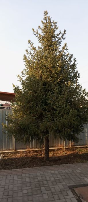 Продам ёлку  срочно