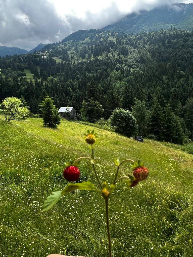 Teren de vânzare pentru cabana