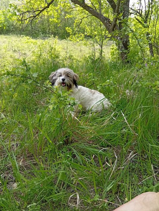 Donez un câine bishon cu varsta de 1 an