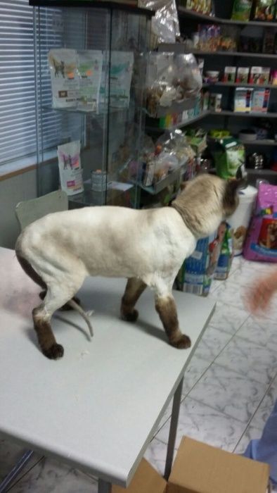 Подстригване на домашни любимци Бургас , грууминг на кучета и котки