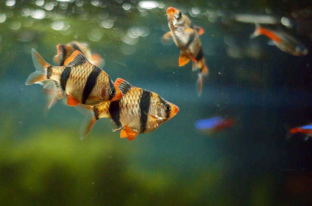 Продам аквариумных рыбок! Барбус суматранский!