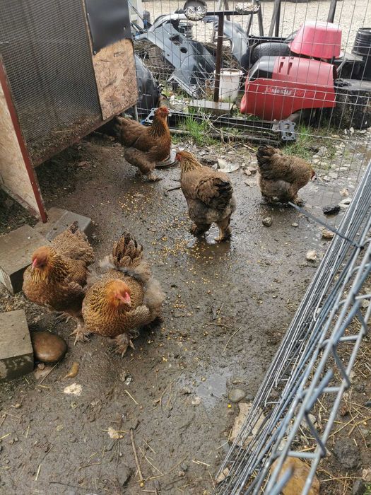 Familie brahma poternichiu