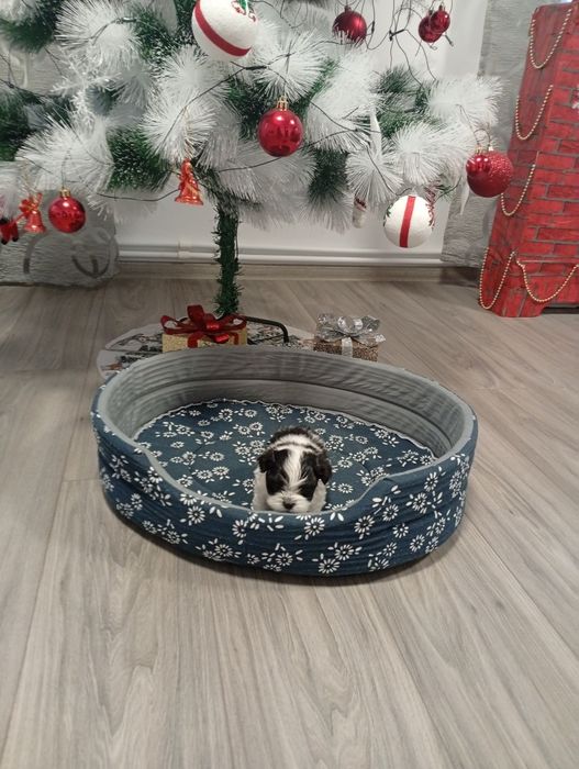 Caine de talie mica shitzu