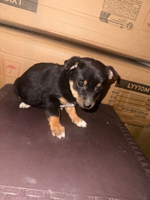 Пинчери немски на 2 месеца