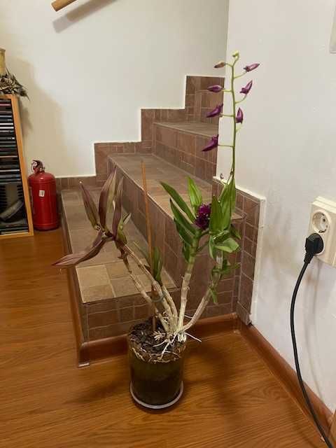 Plante naturale de interior (apartament/birou/hotel/scoala/gradinita)