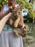 Подарявам малки мъжки котенца