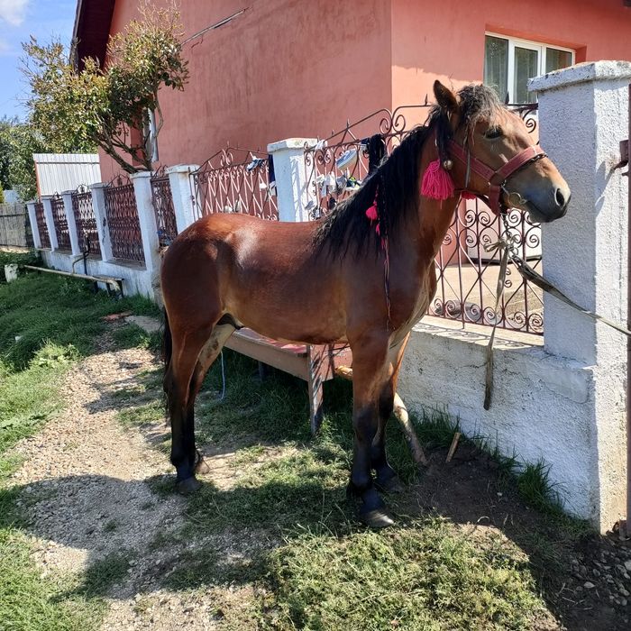 Vând sau schimb mânz de un an 1 50 la greabă