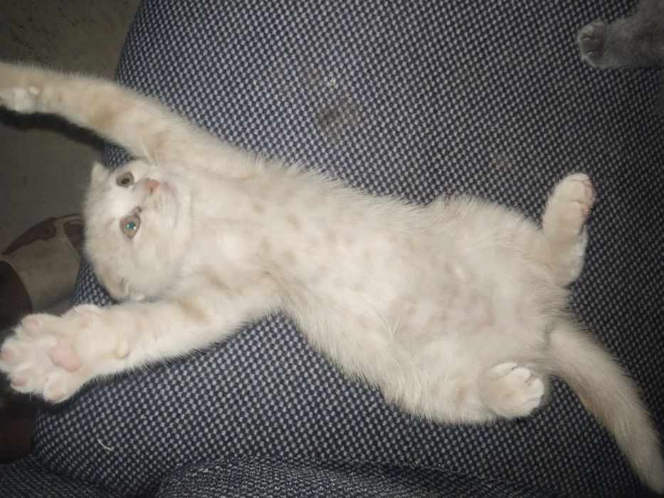 Mushuk sotiladi  zotor narxini kelishamiz zoti skoltishfot