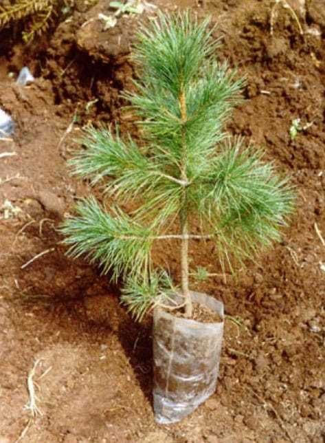 Продам саженцы ели, разные, сеянцы