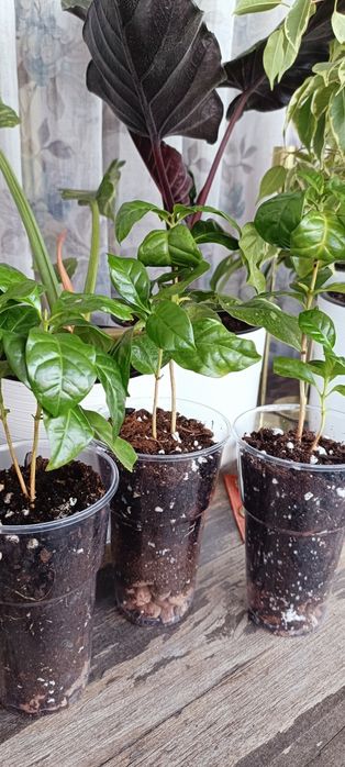 Продаю комнатное растение Кофе Арабика