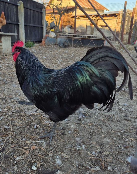 Vând cocoș rasa Australorp