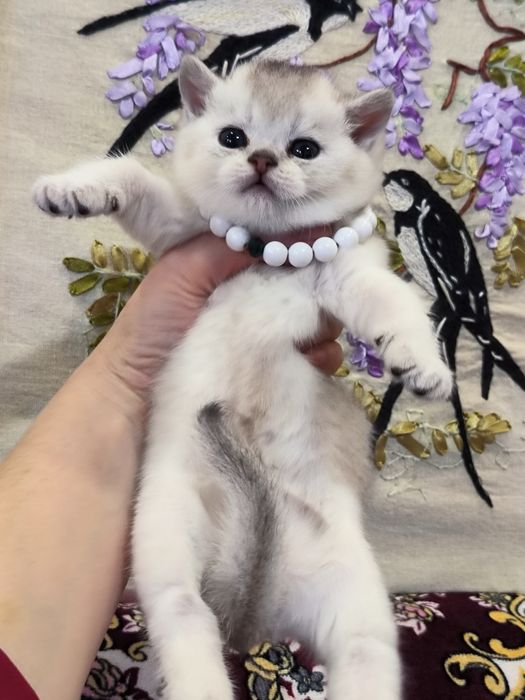 Чистокровные котята