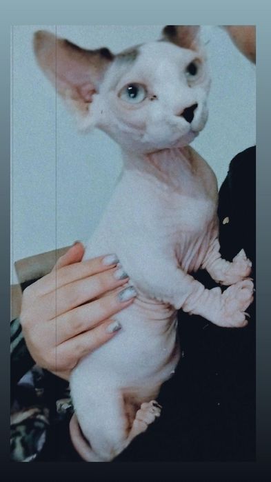 Продается Сфинкс Бамбино