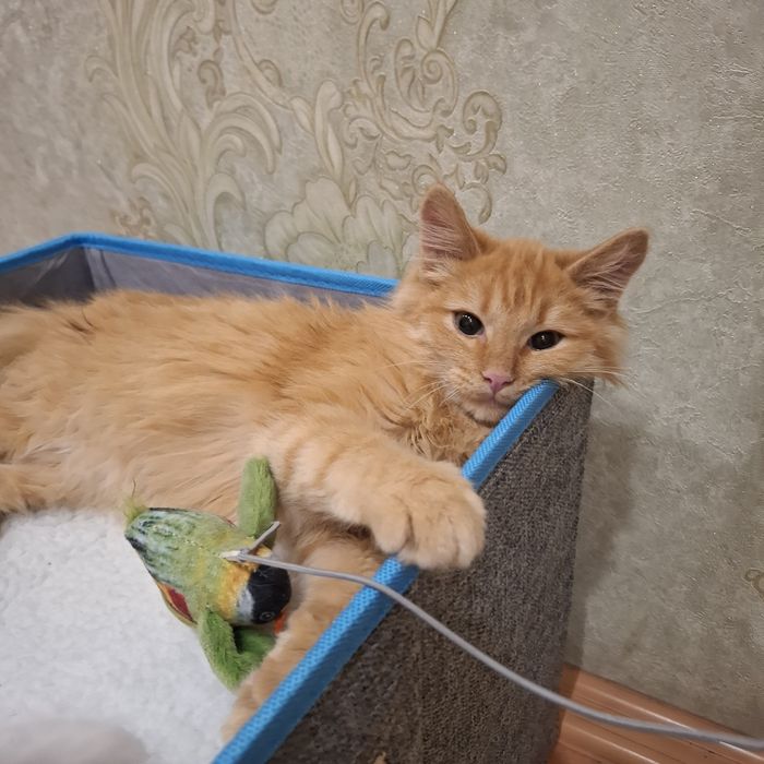 Отдам очаровательная котят